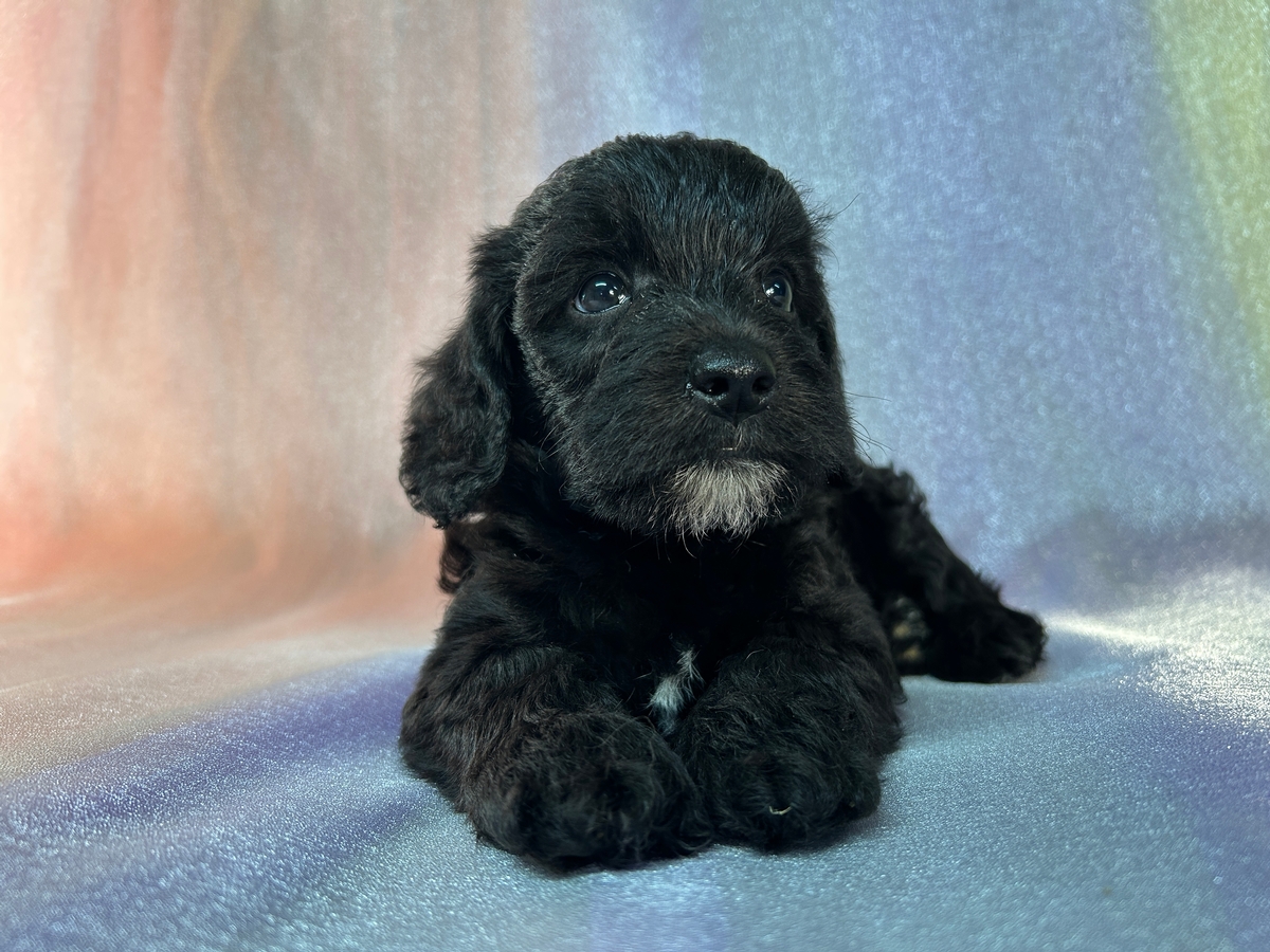 Black Male Miniature Schnoodle for Sale DOB 6-1-2025 $950